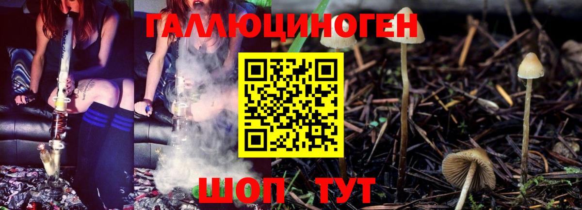 Галлюциногенные грибы Psilocybine cubensis Городец